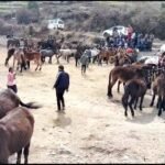 केदारनाथ यात्रा की तैयारियों में जुटा पशुपालन विभाग 