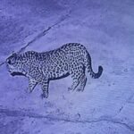 धनौरा गांव में घर में घुसा गुलदार