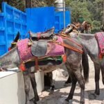 घोड़ा-खच्चर संचालन से केदारनाथ यात्रा बनी अधिक सुगम