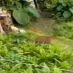 दिनदहाड़े गुलदार ने किया महिला पर हमला, इलाके में दहशत